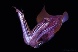 I have seen this squid at a night dive. Looks like I told... by Roland Bach 
